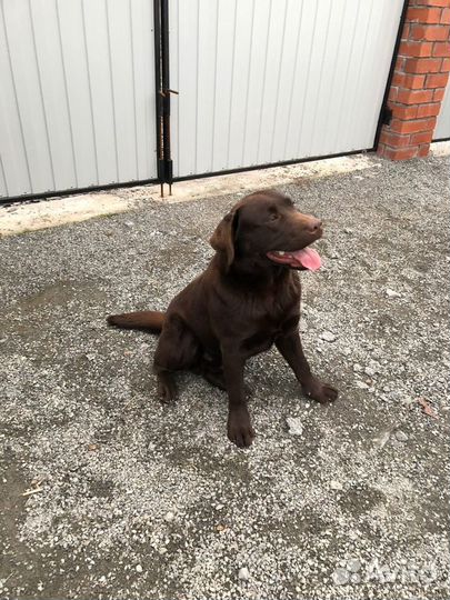 Кобель вязка