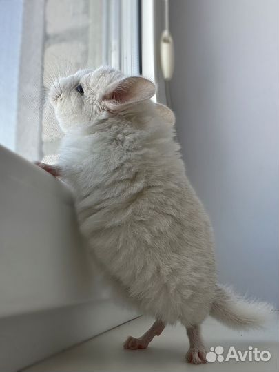 Шиншилла
