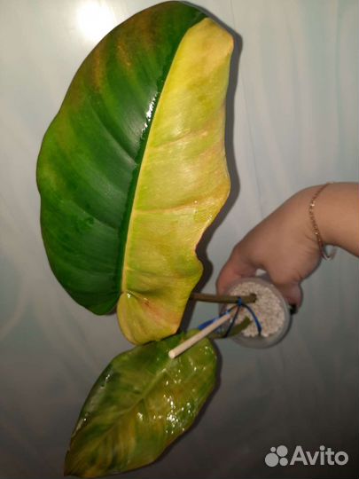 Филодендрон пинг тонг вар и Ред Андерсон вар