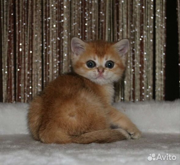 Золотая шиншилла