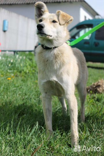 Собака в добрые руки