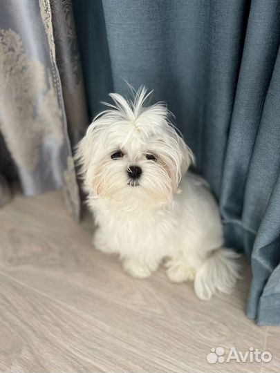 Микро Девочка Мальтезе