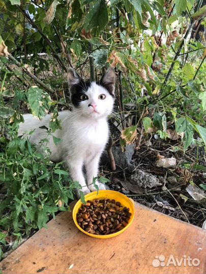 Кошечка в добрые руки