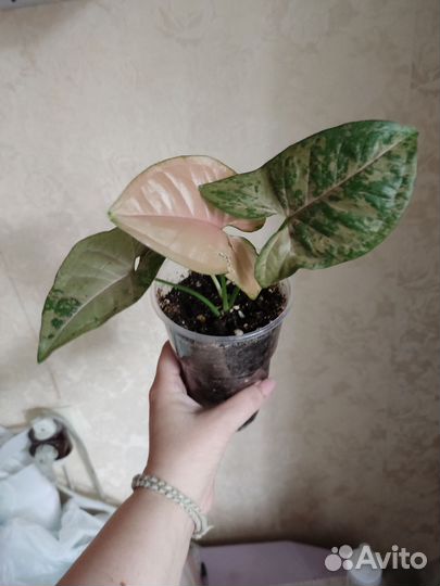 Сингониум,сциндапсус,монстера