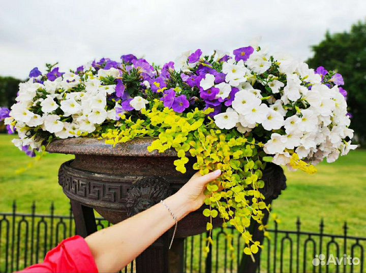 Вербейник монетчатый (лизимахия), чай луговой