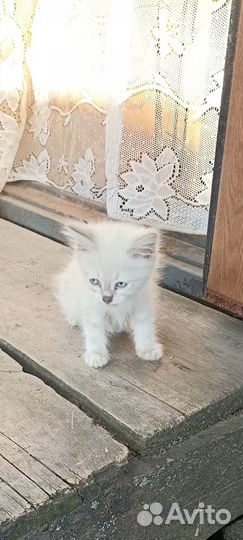 Котятки в добрые руки