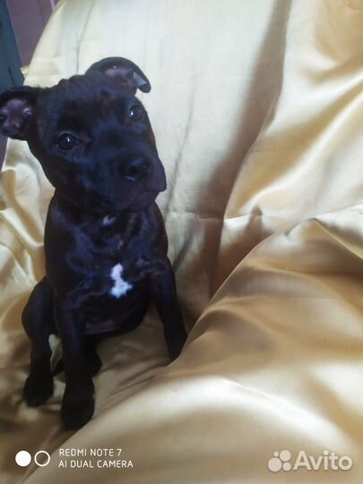 Щенки Английский стаффордширский бультерьер