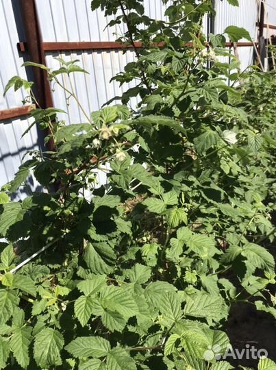 Малина сорт Награда