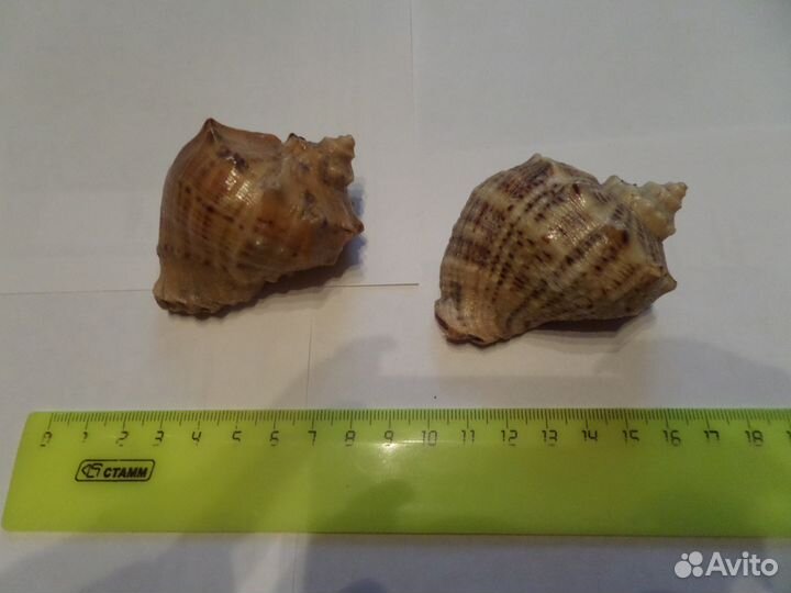 Раковины и морские звезды