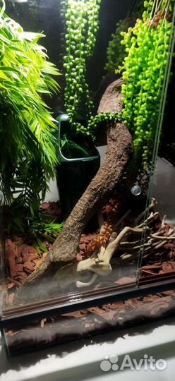 Хамелеон и террариум (новый в упаковке)