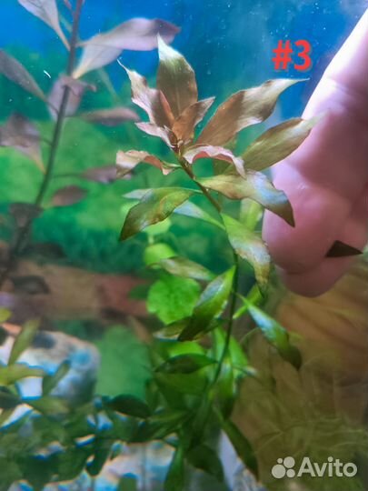 Аквариумные растения