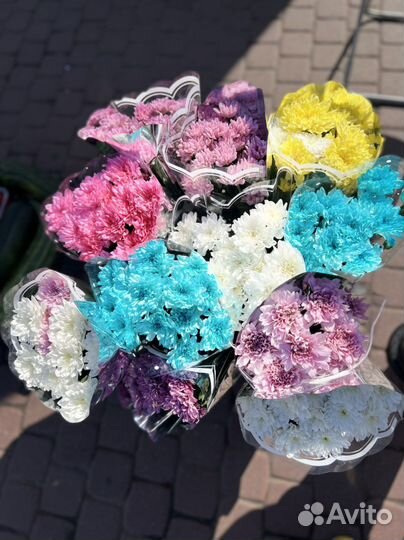 Хризантемы букет на 1 сентября