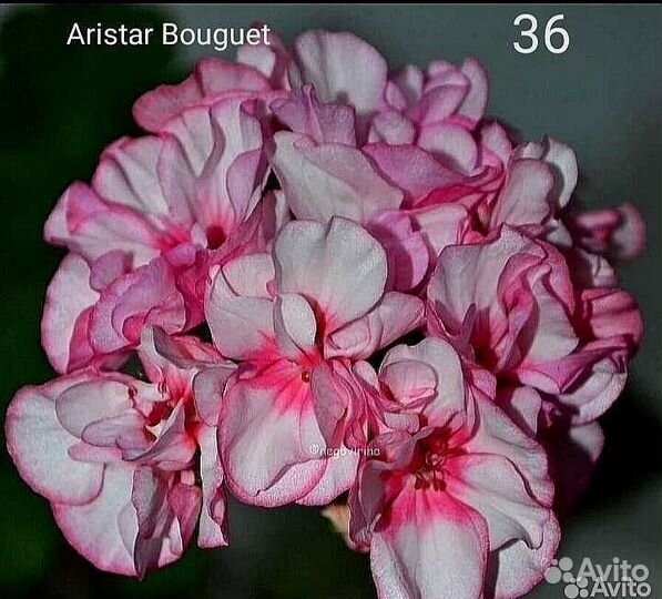 Пеларгония герань, корейские сорта