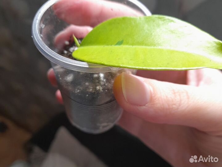 Фикус еллоу голд вариегатный