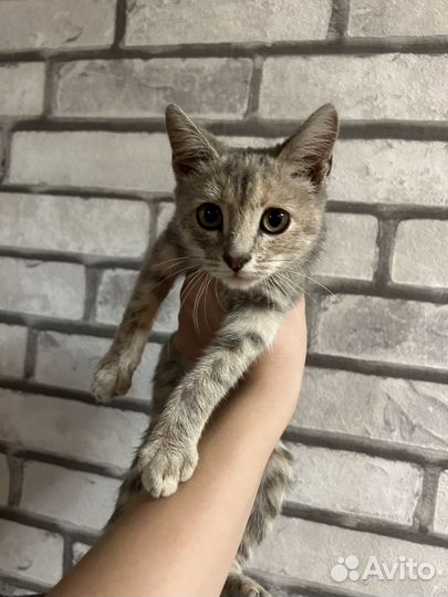 Кошечка в добрые руки