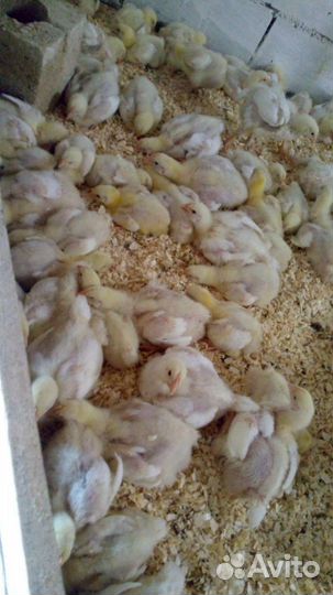 Цыплята бройлер