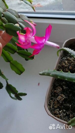 Укорененные отростки декабриста