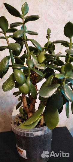 Взрослое Денежное дерево