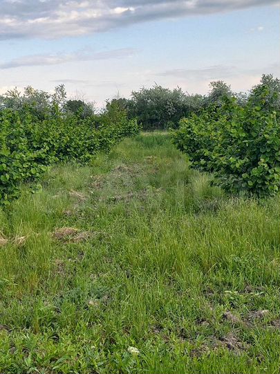 Участок 15 сот. (ИЖС)