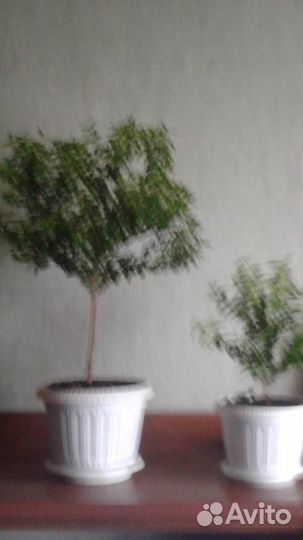 Растений Мирт