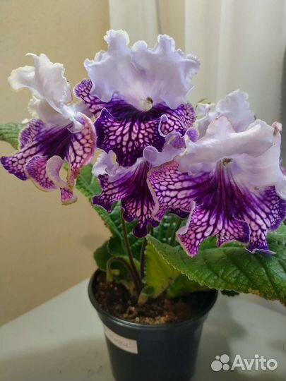 Стрептокарпусы детки