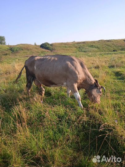 Корова дойная