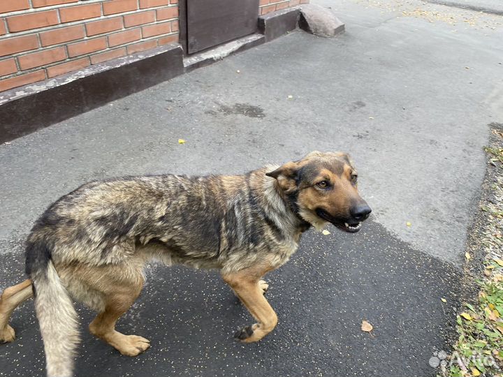 Собака в добрые руки