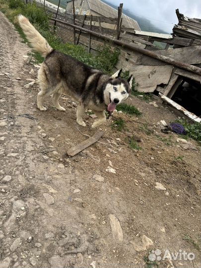 Сибирское хаски собака в добрые руки