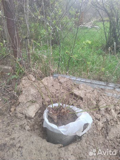 Розы плетистые саженцы