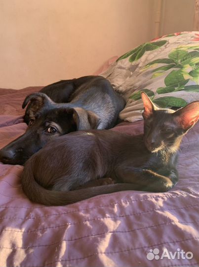 Зооняня, выгул собак, передержка