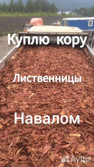 Кора лиственницы навалом