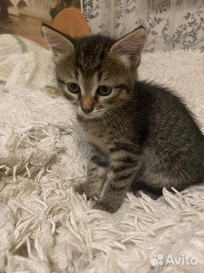 Кошка в добрые руки