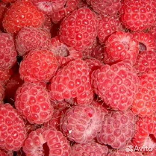 Малина Новость Кузьмина и др