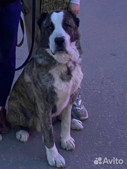 Алабай сао Вязка