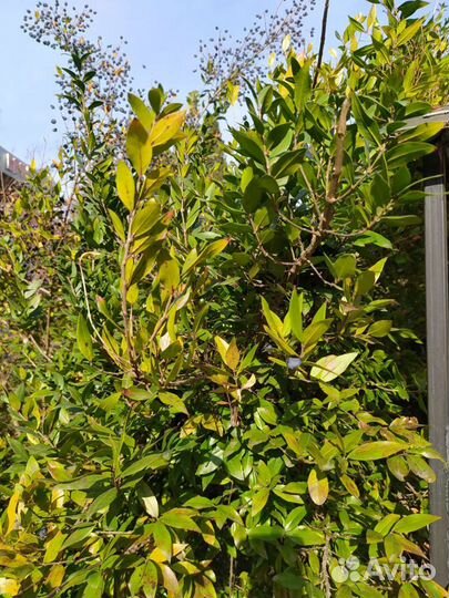 Мирт семена/ягоды