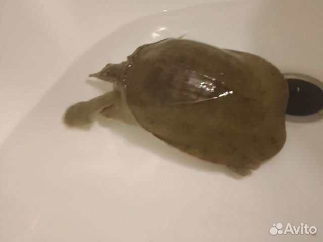 Черепаха трионикс объявление продам