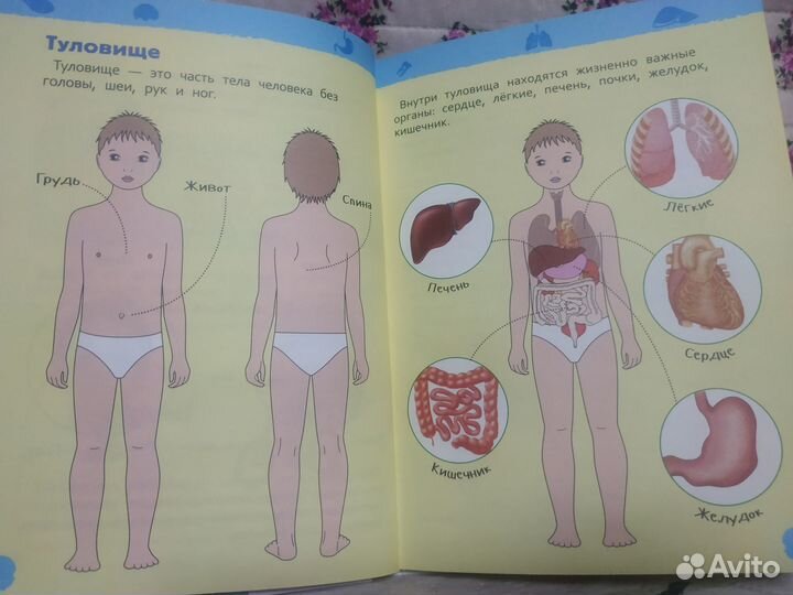 Энциклопедия для детского сада Тело человека