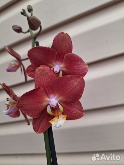 Сортовая орхидеия фаленопсис - 5
