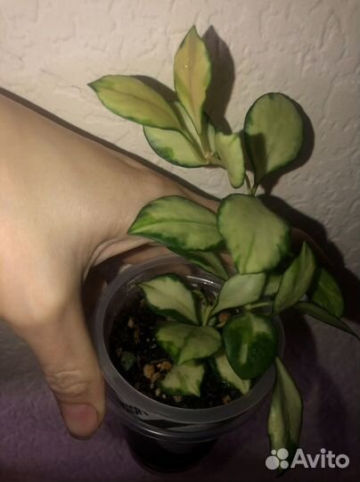 Хойя хешкелиана, дисхидия, сциндапсусы