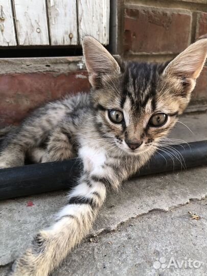 Котята пасхальные