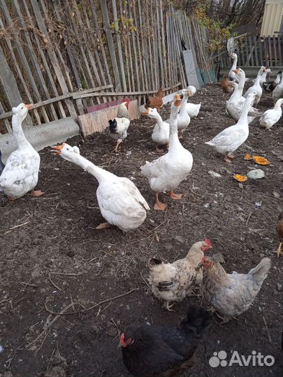 Гуси, утки и петухи