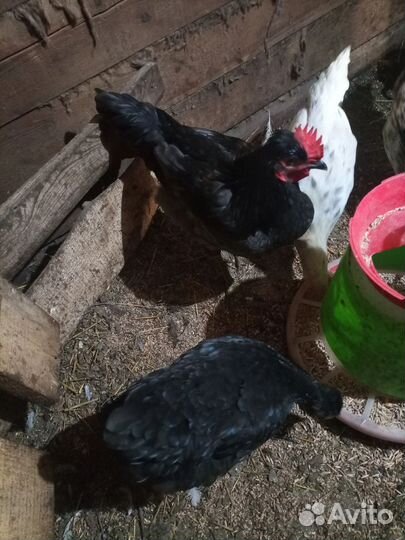 Молодой петушок