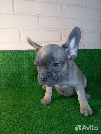 Французский бульдог щенки голубые, голубопалевые