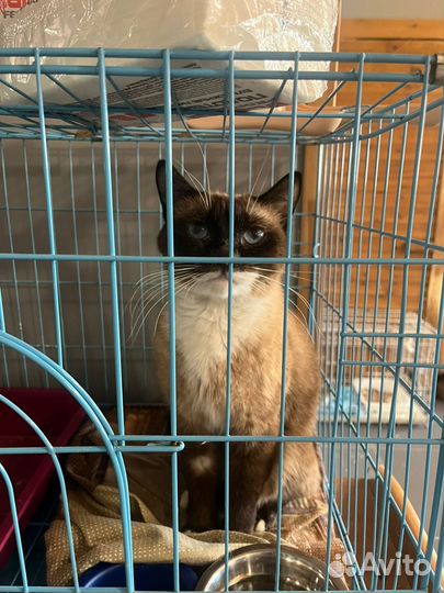 Котик в добрые руки