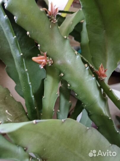 Комнатные цветы