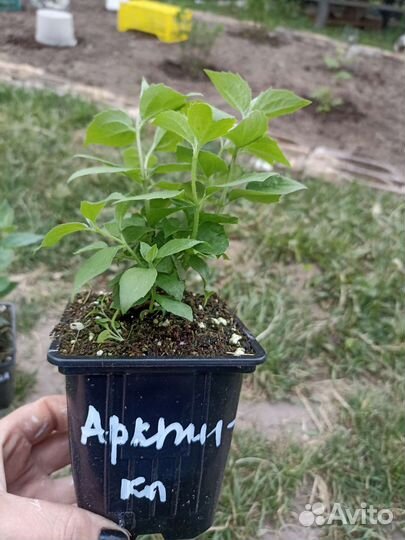 Чубушник сорт Арктика