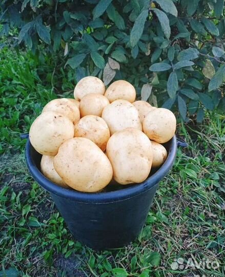 Вкусная домашняя картошка для хранения в зиму