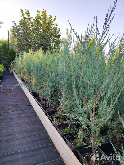 Можжевельник скальный скайрокет