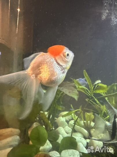 Золотая рыбка оранда