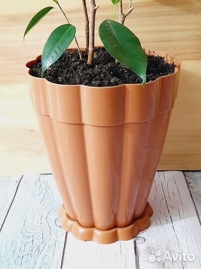 H-40см. Фикус бенджамина + пластм.горшок